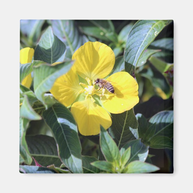 Busy Bee Magnet (Framsidan)