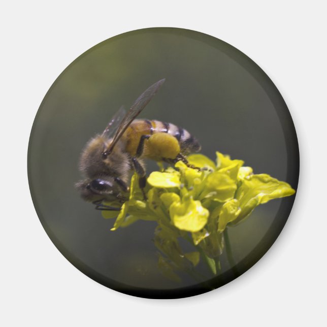 Busy Bee Magnet (Framsidan)