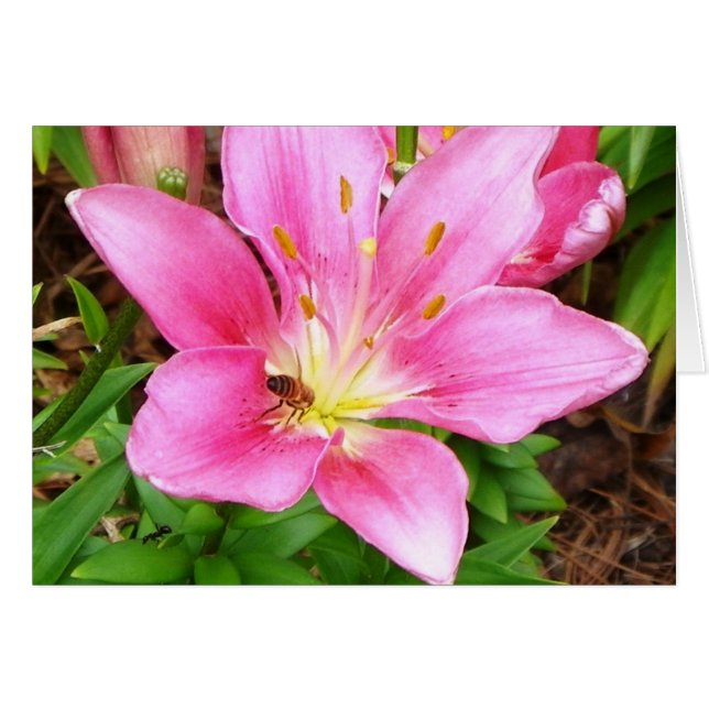 Busy Bee OBS Kort (Framsidan Horizontal)