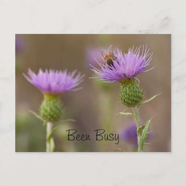 Busy Bee On Lila Thistle Photograf Anpassningsbar Vykort (Framsida)