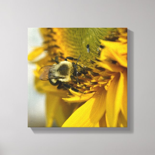 Busy Bee på en solros Canvastryck (Framsida)
