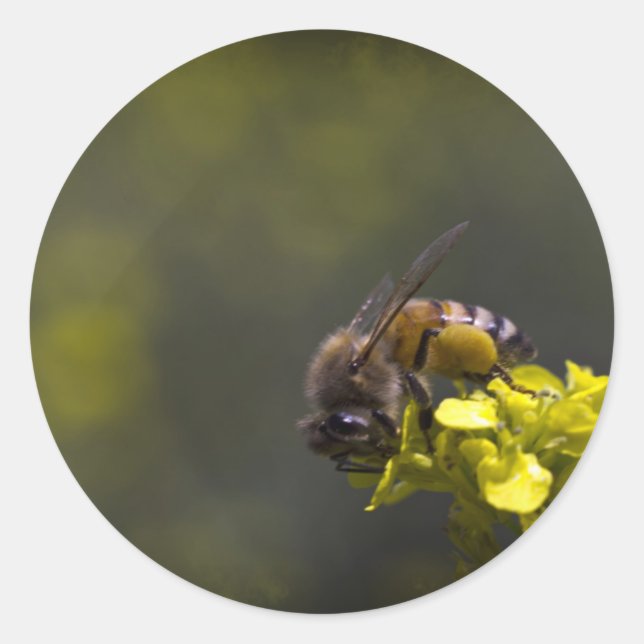 Busy Bee Runt Klistermärke (Framsida)