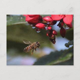 Busy Bee Vykort