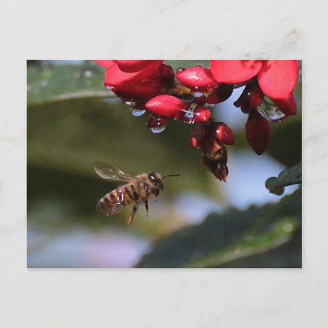 Busy Bee Vykort (Framsida)