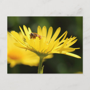 Busy Bee Vykort