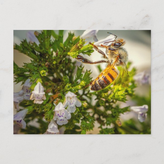 Busy Bee working hard Vykort (Framsida)