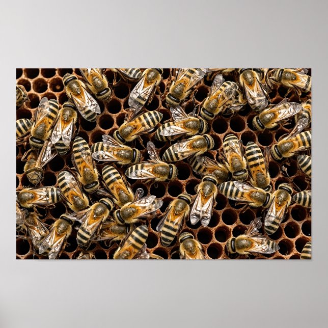 Busy Bees Poster (Framsidan)