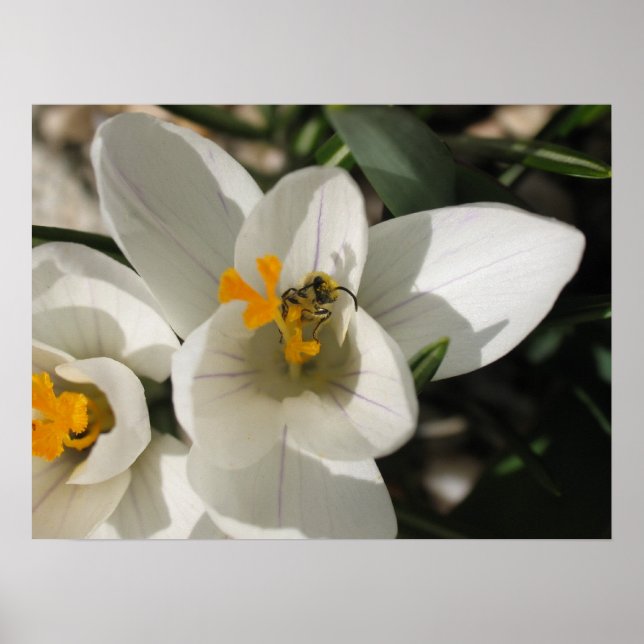 Busy bi poster (Framsidan)