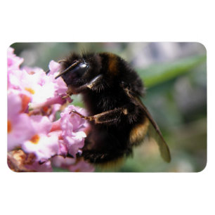 Busy Bumblebee and Rosa Flowers Flexi Magnet