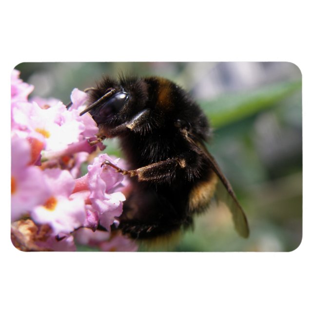 Busy Bumblebee and Rosa Flowers Flexi Magnet (Horisontell)