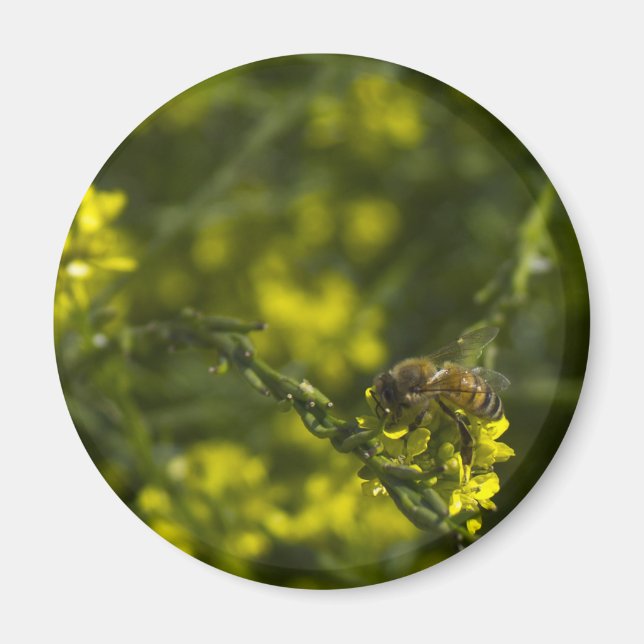 Busy Busy Bee Magnet (Framsidan)