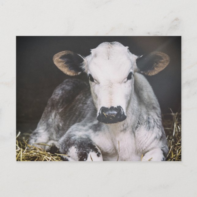 Busy Day Skörd Vykort (Framsida)