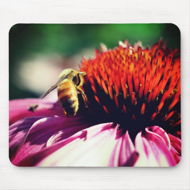 Busy honey Bee Echinacea Flower Musmatta (Framsidan)