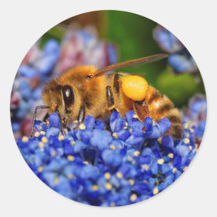 Busy Honeybee på California Lilac Runt Klistermärke