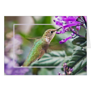 Busy Hummingbird Hälsningskort