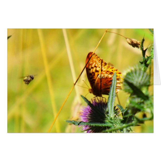 Busy Meadow OBS Kort (Framsidan Horizontal)