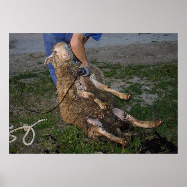 Busy Sheep Shearer Poster (Framsidan)