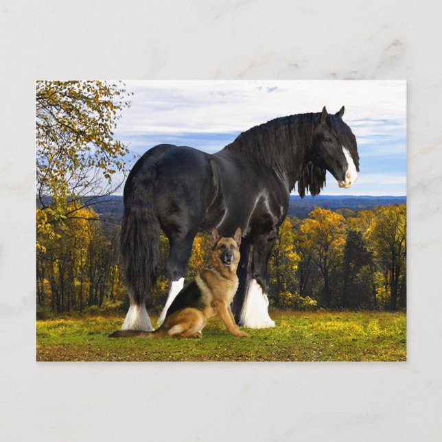 "Butch and Blackbird" vykort (Framsida)