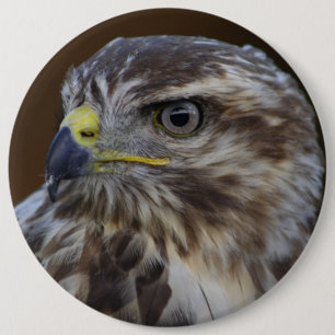 Buteo buteo knapp