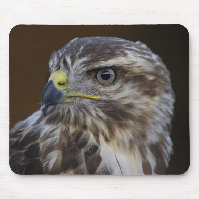 Buteo buteo musmatta (Framsidan)