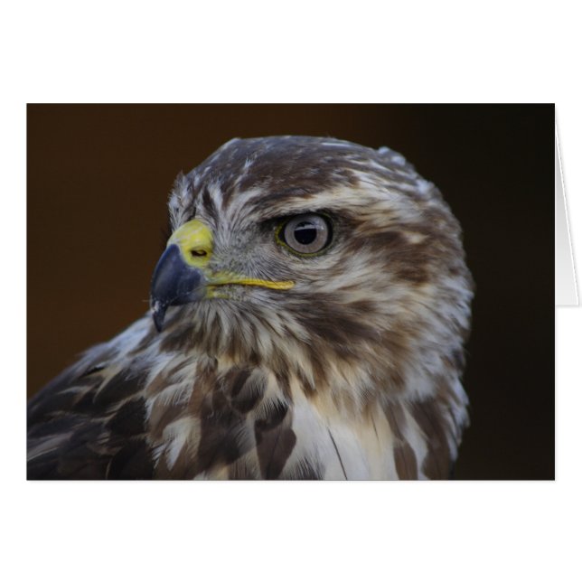 Buteo buteo OBS kort (Framsidan Horizontal)