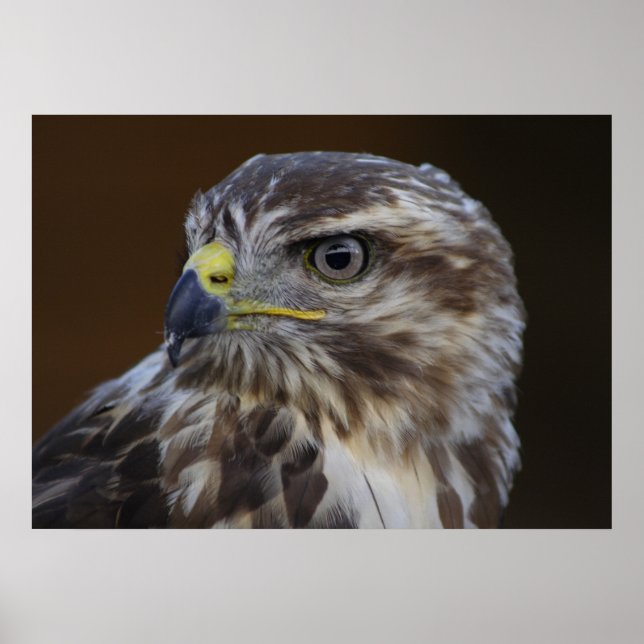 Buteo buteo poster (Framsidan)