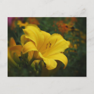 Butted Popcorn Garden - Daylily Vykort