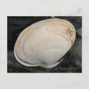 Butter Clam Seashell, Unalaska Island Vykort