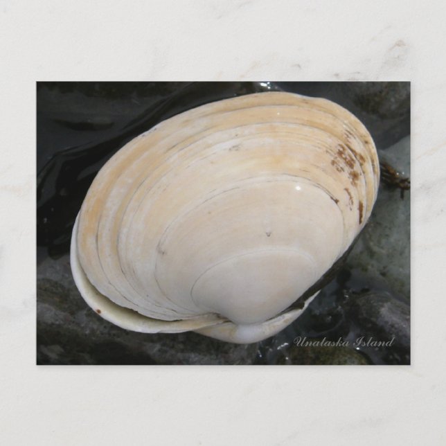 Butter Clam Seashell, Unalaska Island Vykort (Framsida)