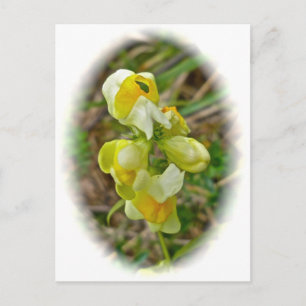 Butter 'n Eggs Wildblomma Vykort