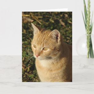 Butter the Kitten Tillfällen Kort