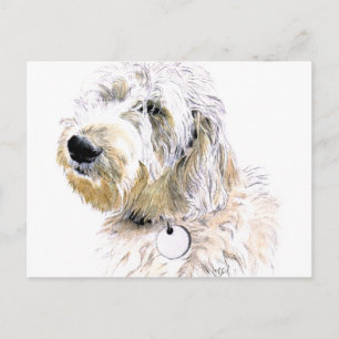 Butter the Labradoodle Postcard Vykort