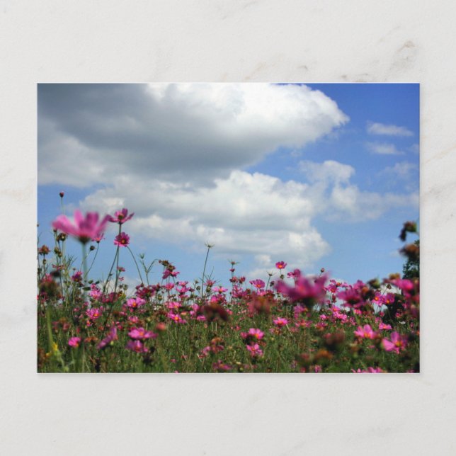 Butterceps Vykort (Framsida)