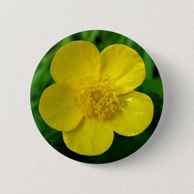 Buttercup Knapp (Framsida)