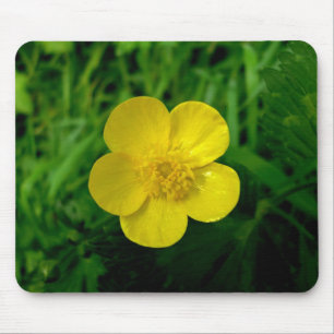 Buttercup Musmatta