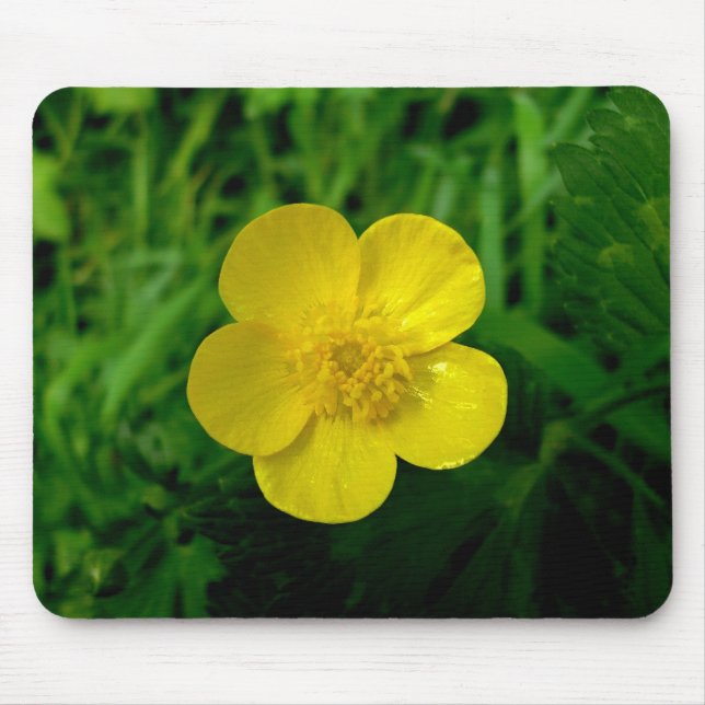 Buttercup Musmatta (Framsidan)