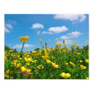 Buttercupfält Fototryck