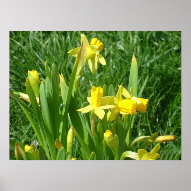 Buttercupprop Gult Daffodils Poster (Framsidan)