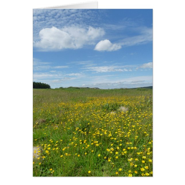 "Buttercups! ", Hälsningskort (Framsidan)