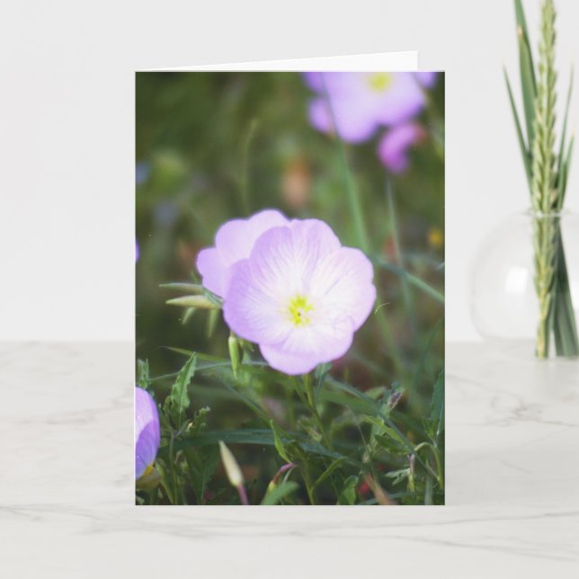 Buttercups Kort (Framsida)