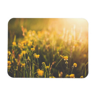 ButtercupSundown Magnet