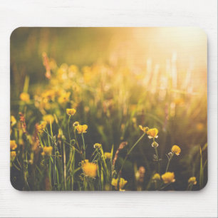 ButtercupSundown Musmatta