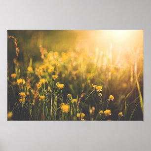 ButtercupSundown Poster