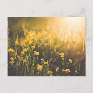 ButtercupSundown Vykort