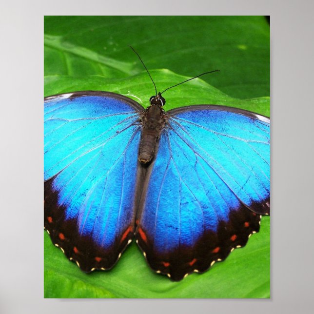 BUTTERFÄRD VINGAR POSTER (Framsidan)