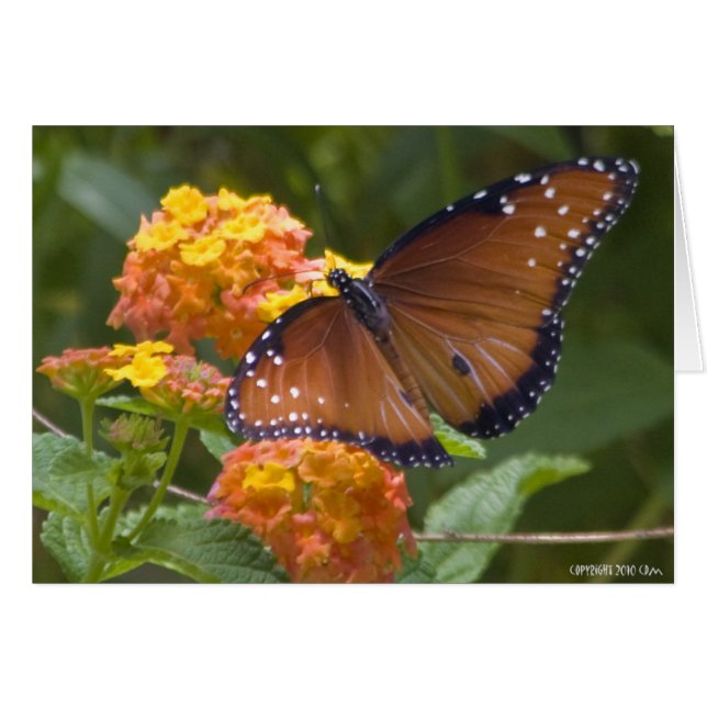 Butterflies 033 OBS kort (Framsidan Horizontal)