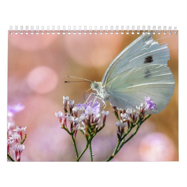 Butterflies 2017 kalender (Omslag)
