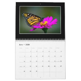 Butterflies 2020-kalender av Tom Minutolo Kalender