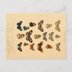 Butterflies 2 Vintage Teckning vykort