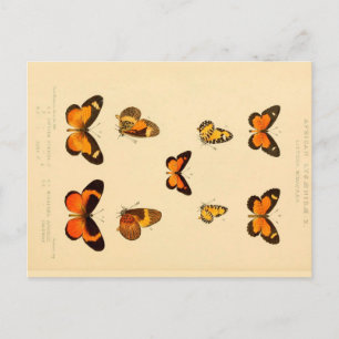 Butterflies 3 Vintage Teckning vykort